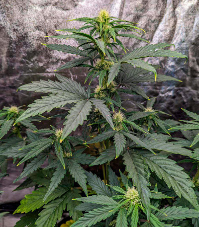 Сорт Mandarin Thuggee Auto fem (AlphaFem Seeds)