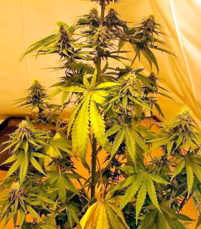 Сорт Wonder Woman reg (Nirvana Seeds)