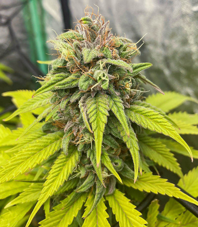 Сорт Bruce Banner # fem (AlphaFem Seeds)