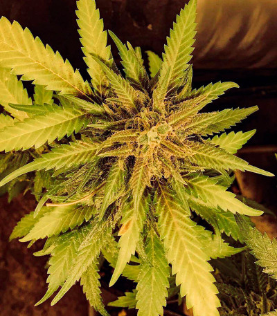 Сорт Glue Kripple fem (Dr. Krippling Seeds)