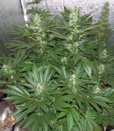 Сорт White Widow fem (Royal Queen Seeds)