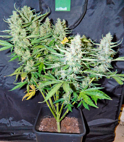 Сорт Hobbit Auto (Ginger Punch Auto) fem