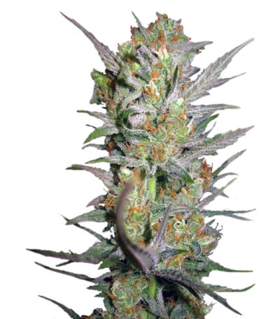 Сорт Sweet Haze fem (DNA Genetics)