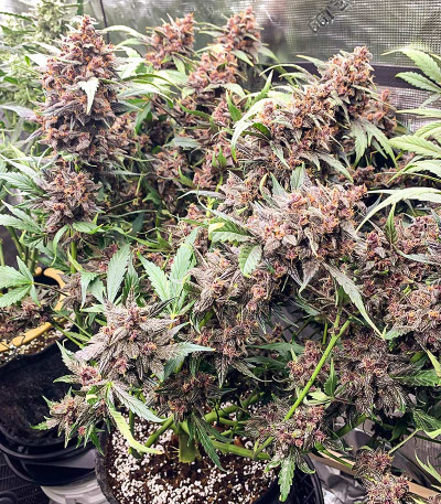 Сорт Purple Lemonade FF fem (FastBuds)