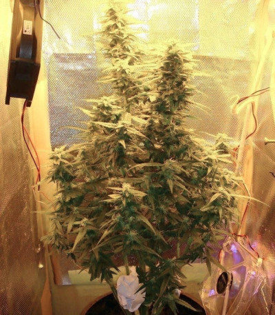 Сорт Amnesia Haze Automatic fem (Royal Queen Seeds)