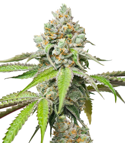 Сорт Triple G fem (Royal Queen Seeds)