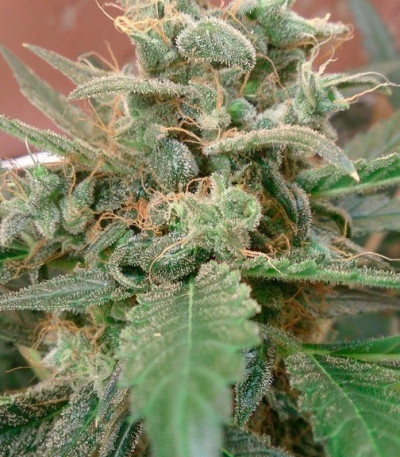 Сорт Auto Ak fem (Female Seeds)