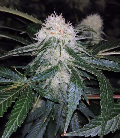 Сорт Fruity Chronic Juice fem (Delicious Seeds)