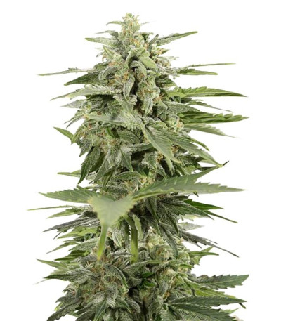 Сорт Industrial Plant Autoflowering CBD fem