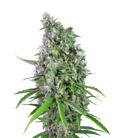 Сорт Sweet Trainwreck Auto fem (Sweet Seeds)