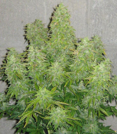 Сорт Maxi Haze auto fem