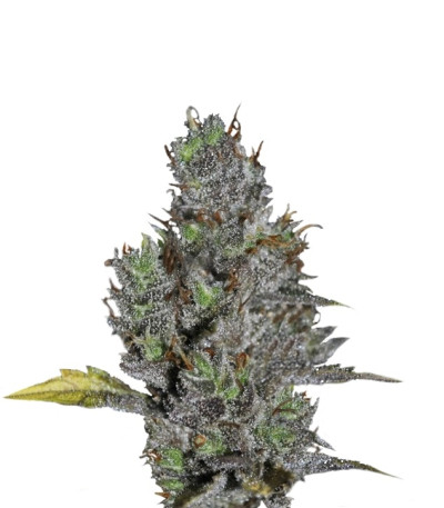 Сорт Viagrra fem (VIP seeds)