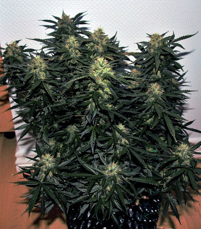 Сорт Auto Daiquiri Lime fem (Dutch Passion)