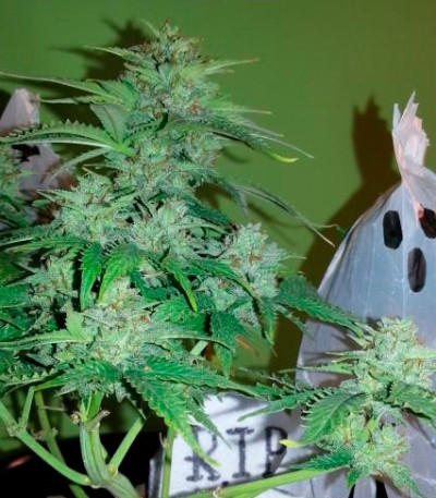 Сорт Auto Bubble fem (Female Seeds)