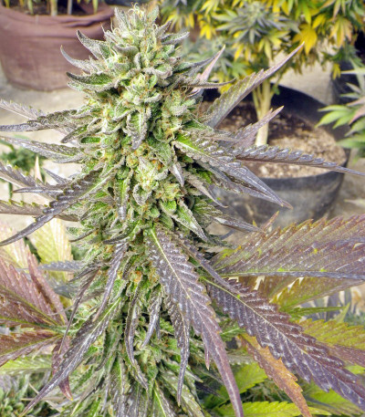 Сорт Chemdawg reg (Humboldt Seeds)