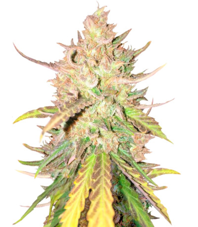 Сорт Sugar Candy fem (Delicious Seeds)