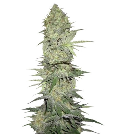 Сорт White Widow Automatic fem (Nirvana Seeds)