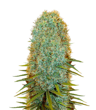 Сорт Big Bazooka fem (Anesia Seeds)