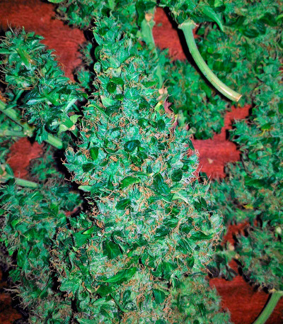 Сорт Fruit Punch Auto fem