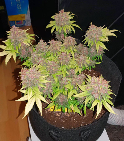 Сорт Tropicanna Poison F1 Fast Version (Sweet Seeds)