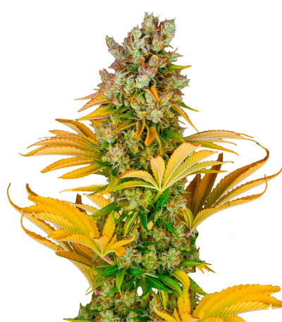 Сорт GMO fem (Barney's Farm)