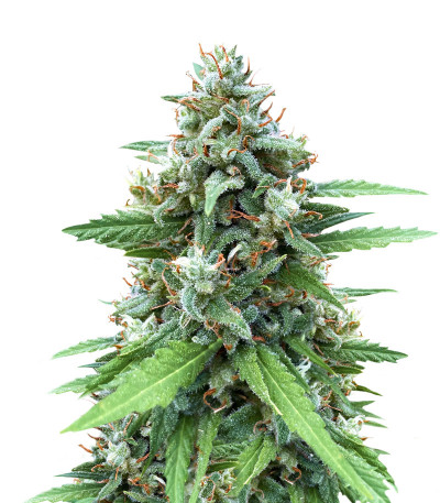 Сорт Descojack fem (Delicious Seeds)