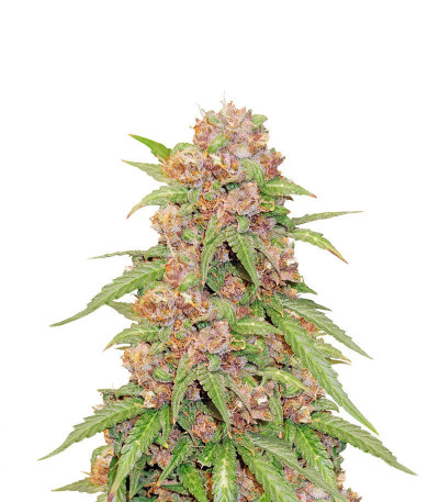 Микс семян Beginner Auto Mix Pack fem (Herbies Seeds)