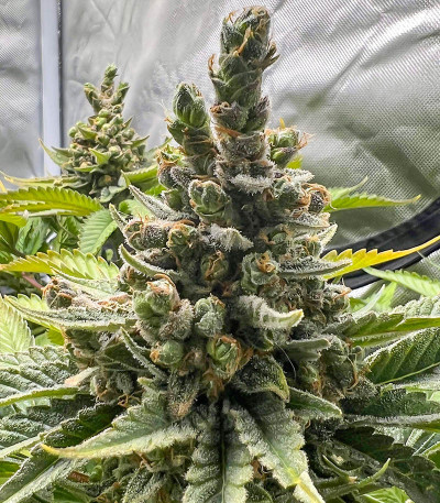 Сорт Dozy Doz fem (AlphaFem Seeds)