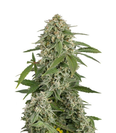 Сорт White Widow Automatic fem (Dinafem Seeds)