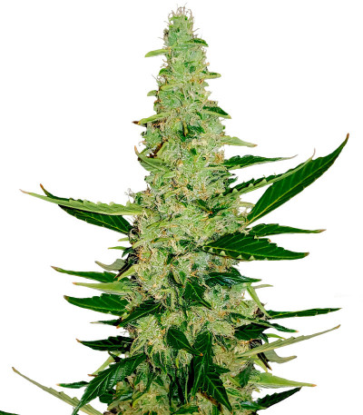 Сорт Auto Chocolate Kush fem (00 Seeds)