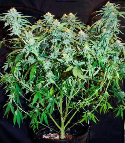 Сорт Banana Rapids fem (Dr. Krippling Seeds)