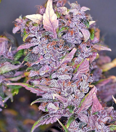 Сорт Blackberry auto fem (FastBuds)