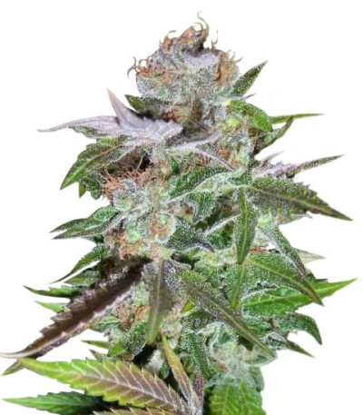 Сорт Ice reg (Nirvana Seeds)