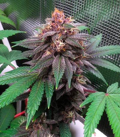 Сорт Tropicanna Poison F1 Fast Version (Sweet Seeds)