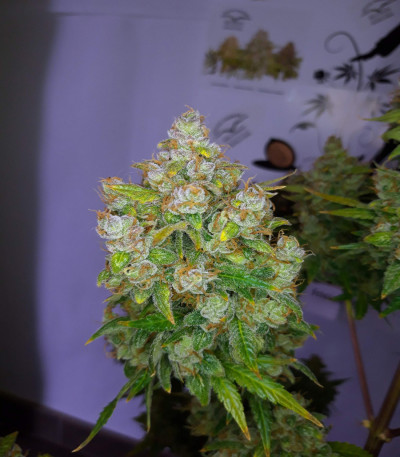 Сорт Auto Lemon Kix (Dutch Passion)