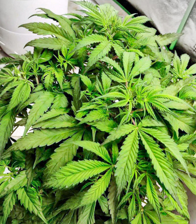 Сорт Deepforest Super Auto fem (Doctor’s Choice)