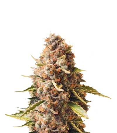 Сорт Euphoria CBD fem (Royal Queen Seeds)