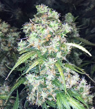 Сорт NYC Diesel Auto fem (Barney's Farm)