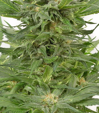 Сорт Sour Diesel Autoflowering fem (Dinafem Seeds)