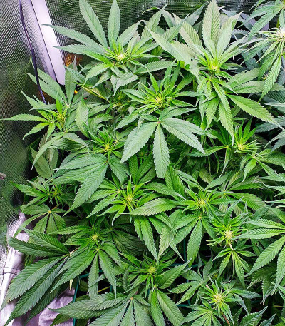 Сорт Tropicana Cookies FF fem (FastBuds)