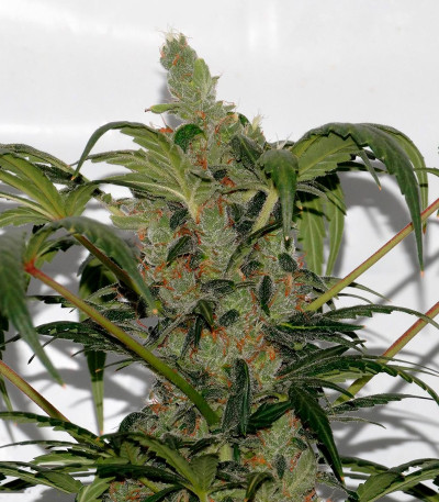 Сорт Auto Wembley fem (Pyramid Seeds)