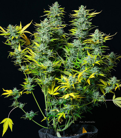 Сорт Smoothie Auto fem (FastBuds)