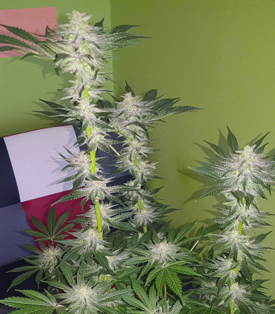 Сорт Fast Flowering OGKZ fem