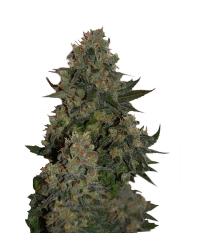 Сорт Tutankhamon fem (Pyramid Seeds)