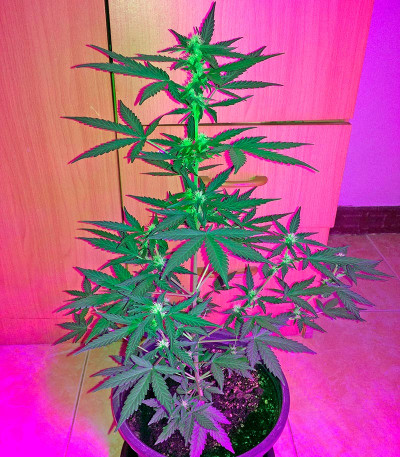 Сорт Critical + Autoflowering fem (Dinafem Seeds)