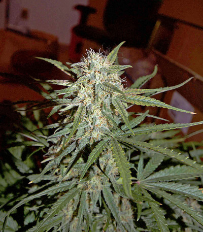 Сорт Critical Jack Autoflowering (Dinafem Seeds)