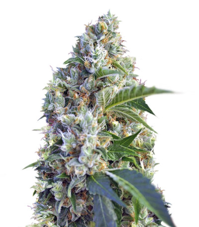 Сорт Indigo Berry Kush fem (Sweet Seeds)