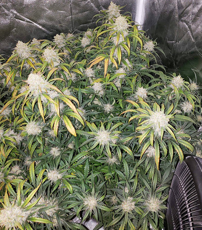 Сорт Original AK Auto fem (FastBuds)