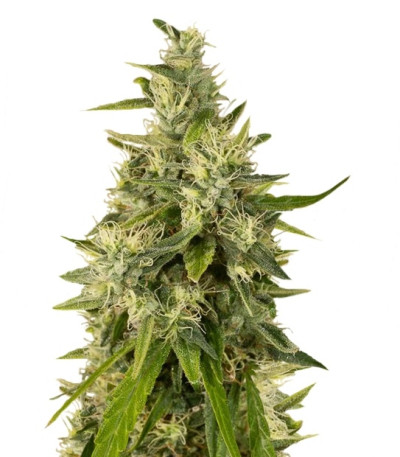 Сорт Trainwreck fem (Humboldt Seeds)