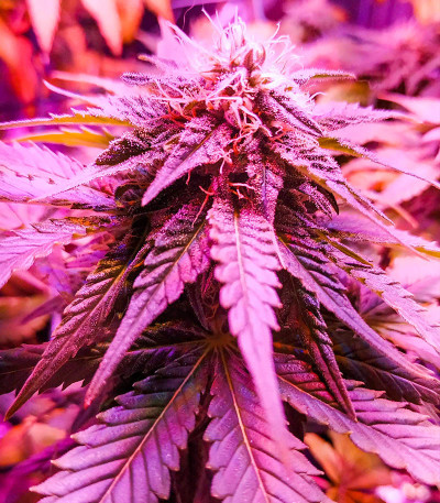 Сорт Gorilla fem (00 Seeds)